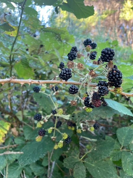 Autumn_Berries