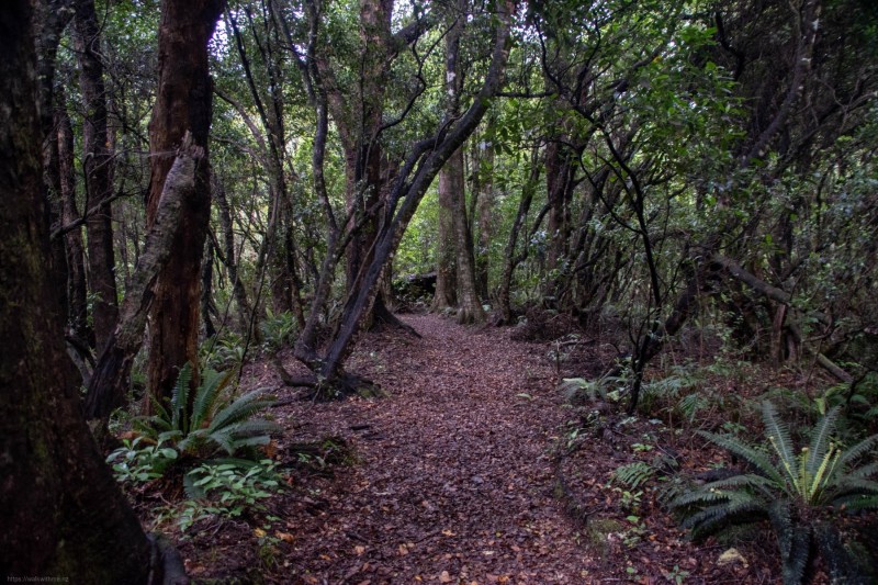 Black_Beech_Track_near_Aniwaniwa