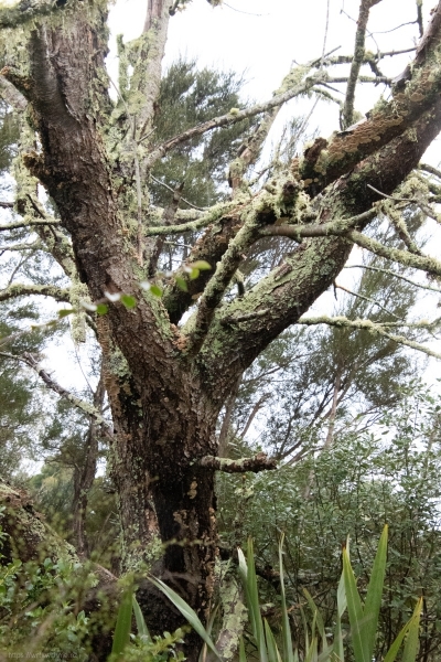 Holder_Of_Lichen