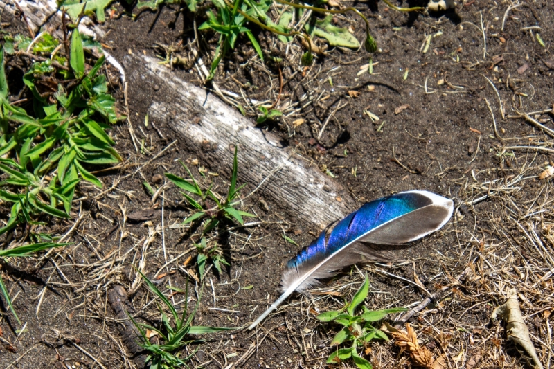 Feather