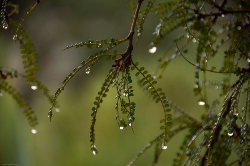 Treediamonds