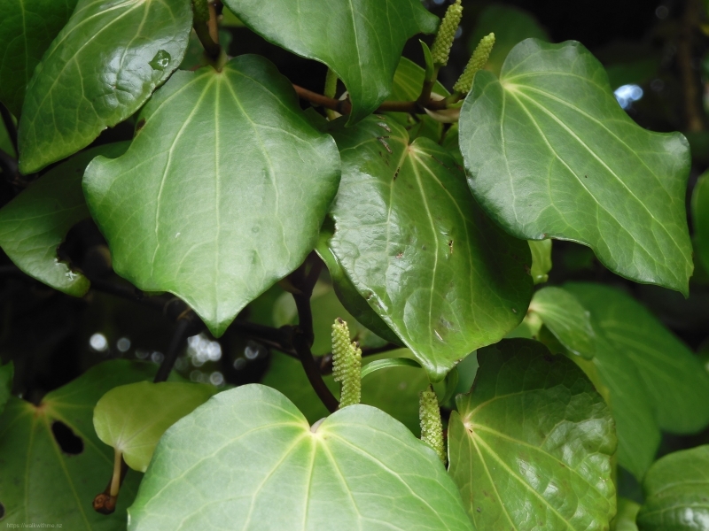 Kawakawa