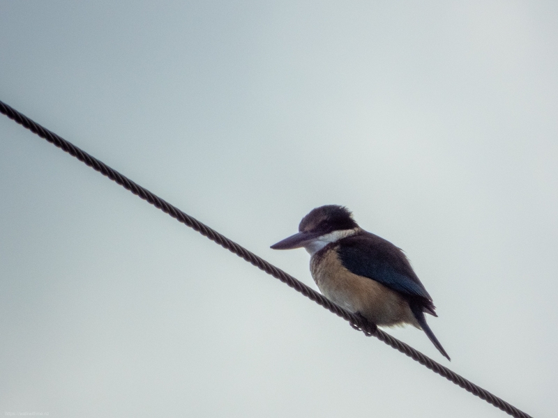 Kingfisher