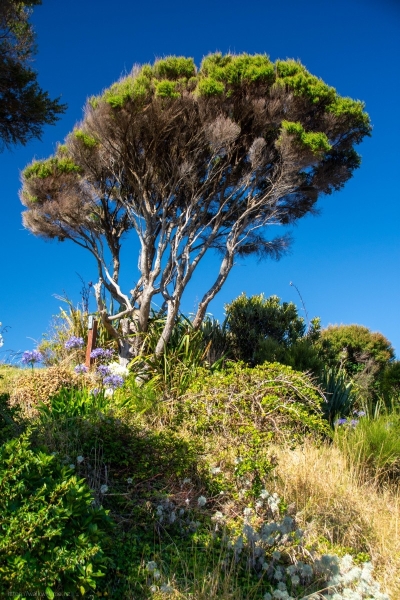 Manuka_or_Kanuka