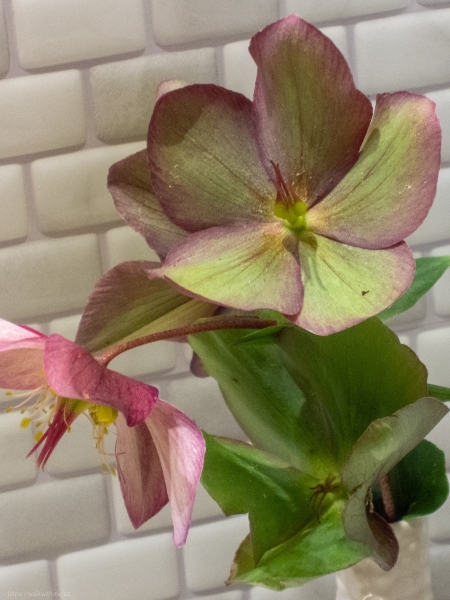 Night_Flower