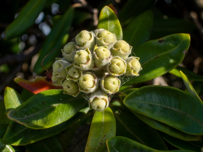 Pohutukawa_Seed_Pods