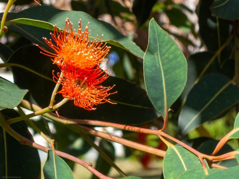Red_Flowering_Gum