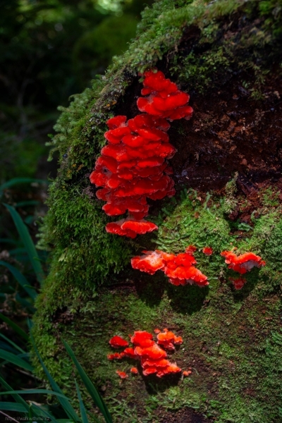 Red_Mushroom_Green_Moss
