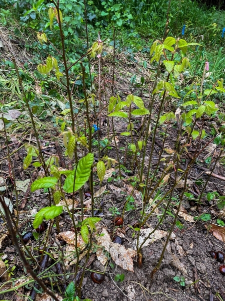 School_of_Seedlings