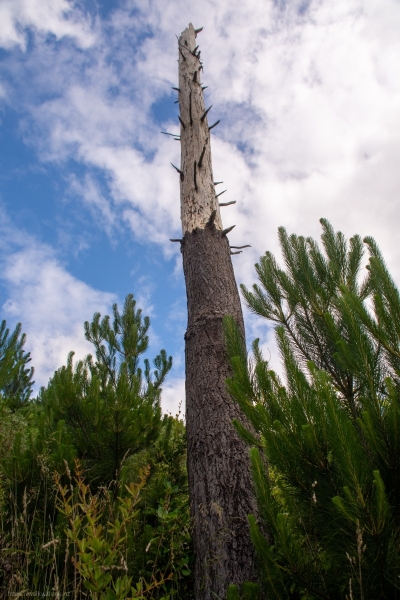 Skeletal_Tree