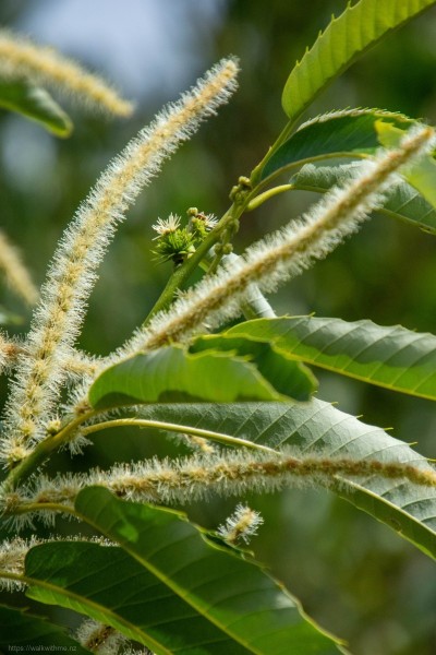 Sweet_Chestnut_Flowers