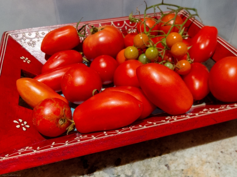 Tomato_Harvest