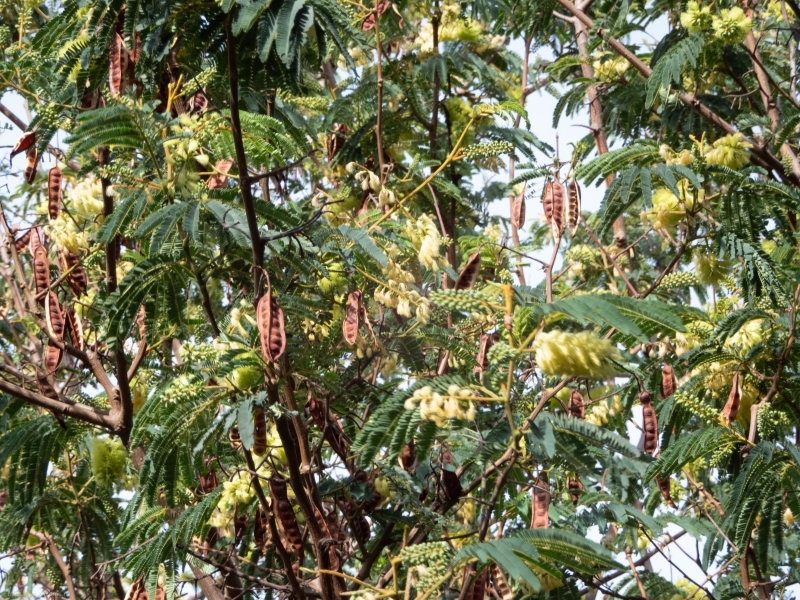 Wattle
