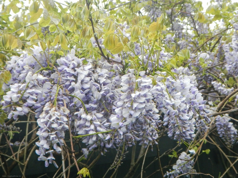 Wisteria