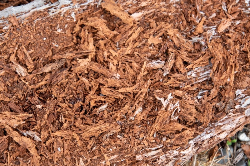 Wood_Decay
