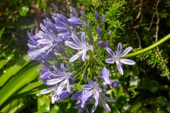 1_Agapanthus