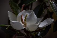 1_Magnolia