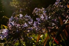 Agapanthus