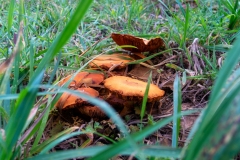 Autumn_Mushrooms