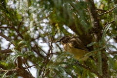 Bellbird