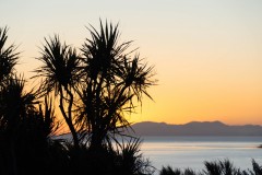 Cabbage_Tree