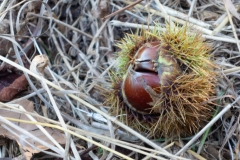 Chestnuts