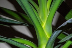 Yucca