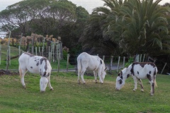 Grazing_Donkeys