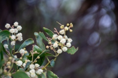 Blackwood Flowers