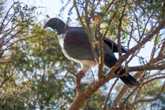 Kereru