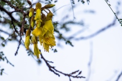 Kowhai