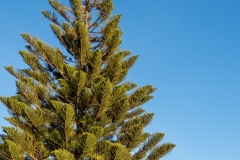 Norfolk_Pine