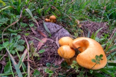 Orange_Mushrooms