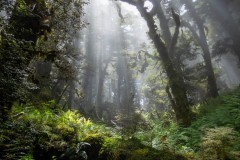 Panekiri_Range_Bush