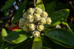 Pohutukawa_Seed_Pods