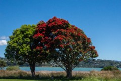 Pohutukawa_on_Motukaraka_Point