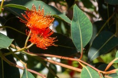 Red_Flowering_Gum