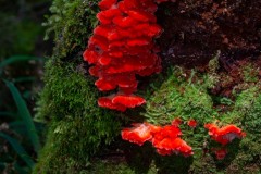 Red_Mushroom_Green_Moss