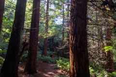 Redwoods