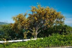 Roadside_Kowhai