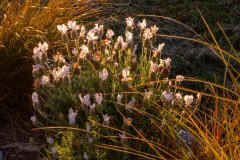 Setting_Sun_Backlights_White_Lavender