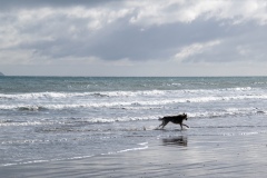 Splashdog