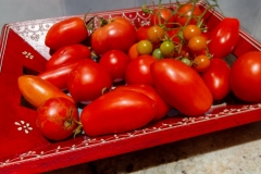 Tomato_Harvest