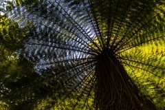 Towering_Tree_Fern