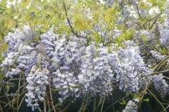 Wisteria